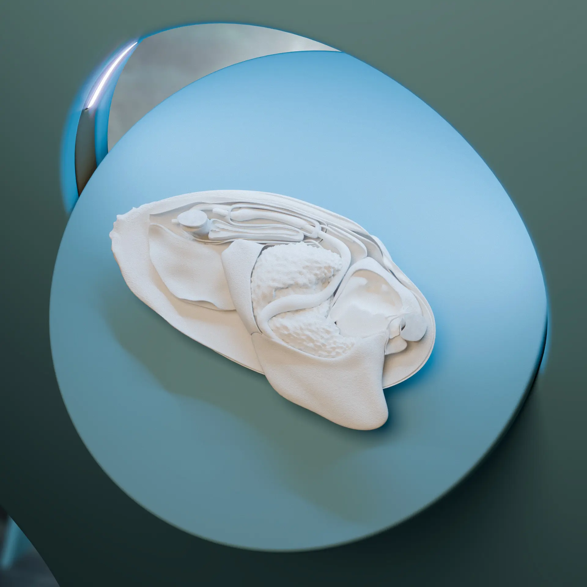 physisches Modell zur Anatomie der Flussperlmuschel