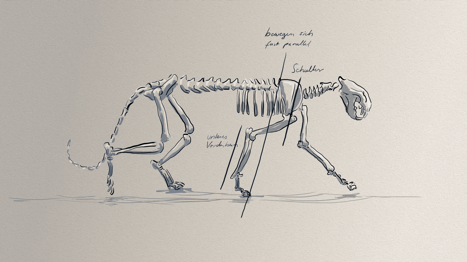 Skizze eines Leoparden Skeletts aus Storyboard